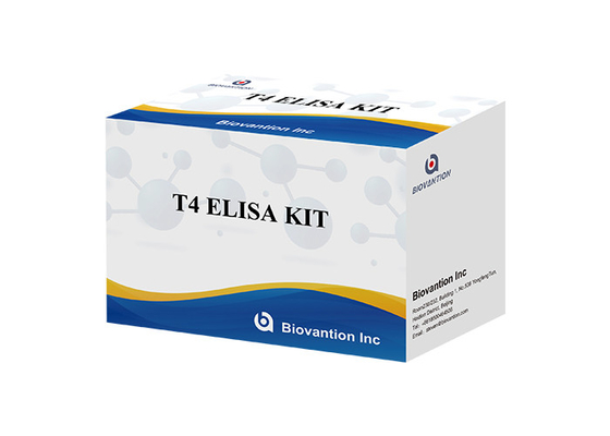 Kit di rilevazione di tiroxina T4 Elisa Alta accuratezza di rilevazione Uso ospedaliero e di laboratorio