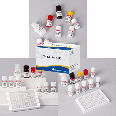 Test dell' ormone tiroideo T4 Triiodotironina ELISA TEST KIT
