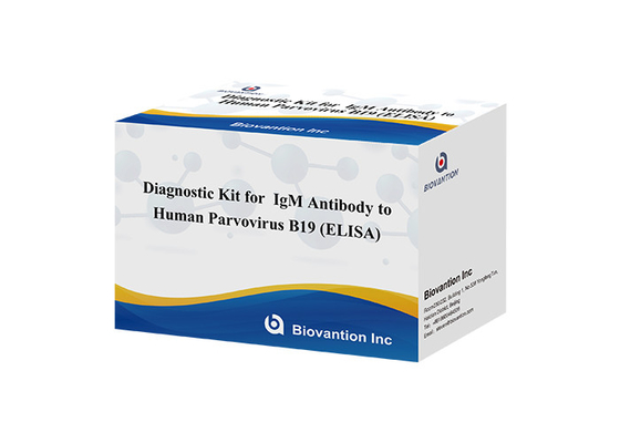 Anticorpo al parvovirus umano B19 IgM Kit di analisi ELISA Kit diagnostico