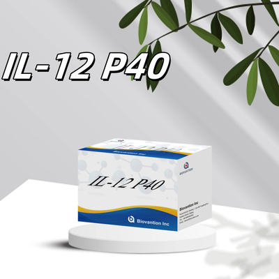 96 T Siero 98% Specificità ELISA RUO Test Kit Uomo IL-12 P40