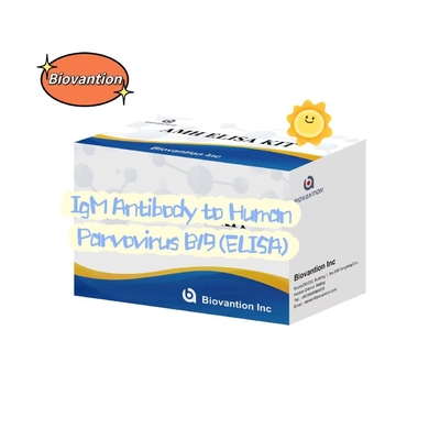 Anticorpo al parvovirus umano B19 IgM Kit di analisi ELISA Kit diagnostico
