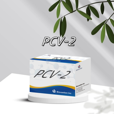 WB/S/P PCV-2 ELISA test per reagenti veterinari per anticorpi animali