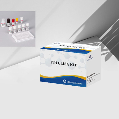 FT4 Kit di prova Elisa Kit di immunoassay legato agli enzimi senza tiroxina Test quantitativo