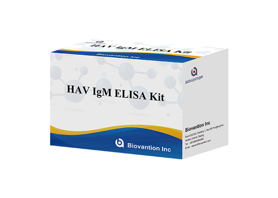 Anticorpi all' epatite A Virus HAV IgM In Vitro Enzima Immunoassay Siero / Plasma