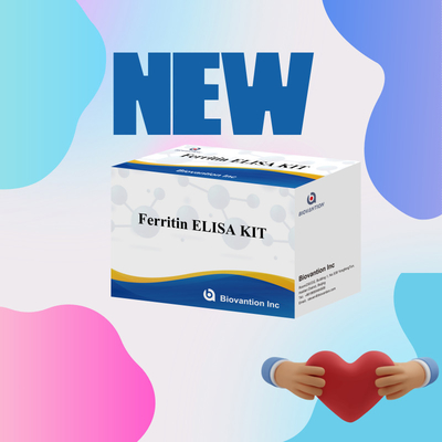 Biovantion Kit di prova per la ferritina Elisa ad alta sensibilità Rilevazione quantitativa per diagnosi clinica e ricerca Utilizzare campioni di plasma del siero umano