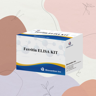 Biovantion Kit di prova per la ferritina Elisa ad alta sensibilità Rilevazione quantitativa per diagnosi clinica e ricerca Utilizzare campioni di plasma del siero umano