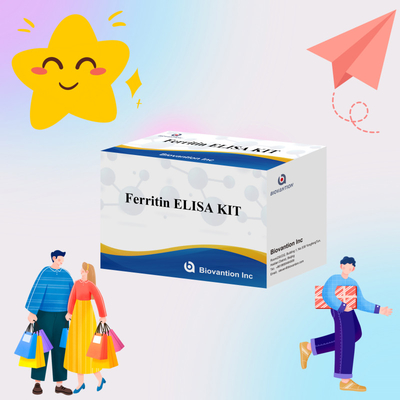 Biovantion Kit di prova per la ferritina Elisa ad alta sensibilità Rilevazione quantitativa per diagnosi clinica e ricerca Utilizzare campioni di plasma del siero umano