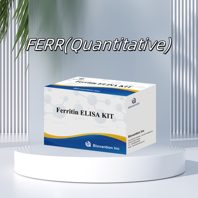 Biovantion Kit di prova per la ferritina Elisa ad alta sensibilità Rilevazione quantitativa per diagnosi clinica e ricerca Utilizzare campioni di plasma del siero umano